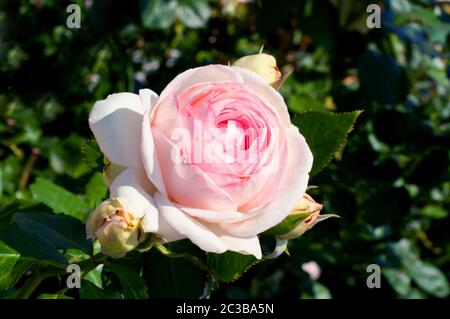 Zarte rosa Rose. Blühende schöne Rose im Garten. Sommerblume mit Knospen in grünen Blättern Stockfoto