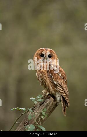 Tawny OWL, sitzt auf einem alten Pfosten mit Brambles. Stockfoto