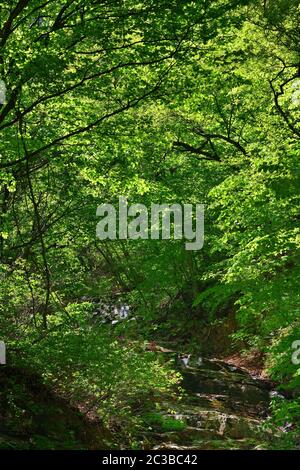 Nordkoreanische Landschaft. Zweige von hellgrünem Laub über einem Bergbach Stockfoto