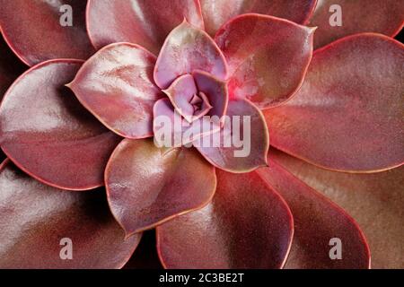 Nahaufnahme von unten auf Echeveria lilacina Pflanze. Ghost Echeveria ist eine Art von Sukkulenten Pflanzen aus der Familie Crassulaceae Stockfoto