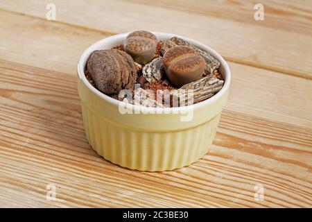 Lithops, die lebende Steinpflanze in transparentem Glasvasen-Terrarium Stockfoto