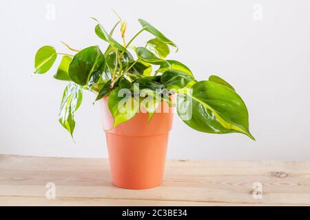 Philodendron Brasilia mit bunten grünen Blättern im Blumentopf auf Holzhintergrund. Stockfoto