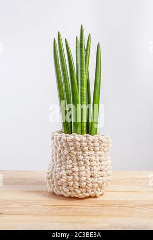 Dekorative Hauspflanze - Sansevieria cylindrica auf einem Topf in gestrickten Fall steht auf einem Holztisch Stockfoto