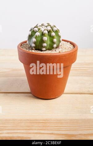 Echinopsis dominos Kaktus Pflanze in einem Topf auf Holzhintergrund. Stockfoto