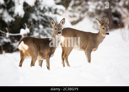 Zwei schüchterne Rehe, Capreolus Capreolus, die ihre süßen weißen Schwänze zeigen, während sie durch den Schnee watten. Die Säugetiere des Waldes beobachten sorgfältig die Umgebung Stockfoto