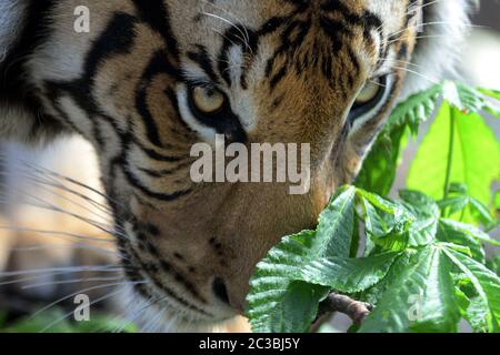 Usti Nad Labem, Tschechische Republik. Juni 2020. Zwei Jahre alter malaiischer Tiger namens Bulan gähnt in seinem Gehege im Zoo von Usti nad Labem. Männlich Bulan geboren im Prager Zoo. In der malaiischen Sprache wird der Tiger harimau genannt. Der malaiische Tiger ist das Nationaltier Malaysias. Quelle: Slavek Ruta/ZUMA Wire/Alamy Live News Stockfoto