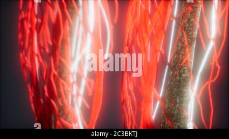 3d medikamentös genaue Animation von Herz- und Blutgefäßen Stockfoto