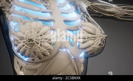 Die menschliche Lunge Radiologie Prüfung Stockfoto