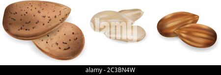 Almond nuts raw and peeled Vector realistic set. 3d detailed illustration Stock Vektor