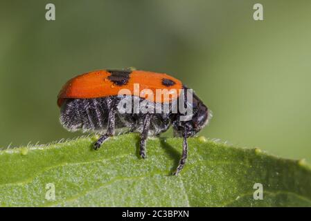 Ameisenbeutelkäfer „Clytra laeviuscula“ Stockfoto