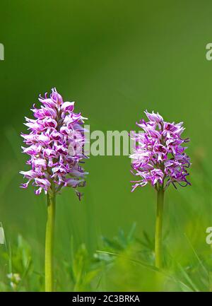 Zwei blühende Affenjunge-Kräuter Orchis simia aus Schelinger Kirchberg im Kaiserstuhl Stockfoto