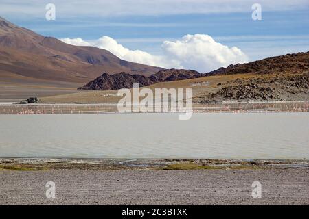 Laguna Grande in der Provinz Catamarca an der Puna de Atacama, Argentinien. Puna de Atacama ist ein arides Hochplateau in den Anden von Nord-Chile und Stockfoto