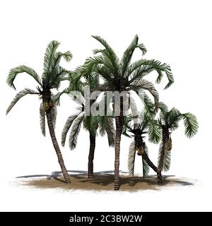 Mehrere Dattelpalmen auf einer Sandfläche Stockfoto