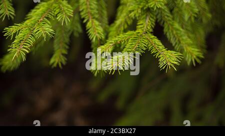 Schöner Hintergrund von grünen stacheligen Zweigen von Pelzbaum oder Kiefer Stockfoto