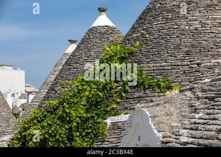 Weinreben auf dem Stein Dach von Trulli in Alberobello, Italien. Der Baustil ist spezifisch für die murge Bereich der italienischen Region ein Stockfoto