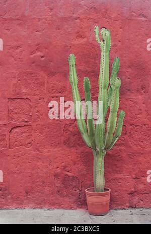 Schöner Gartenkaktus im Topf auf Korallenwand in Arequipa, Peru Stockfoto