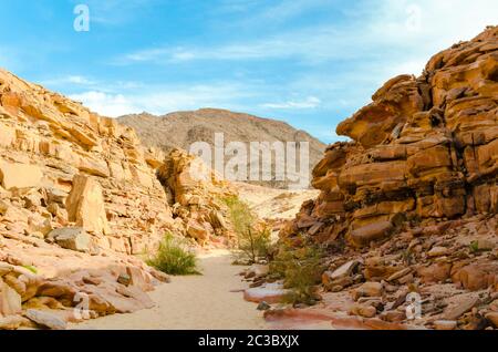 Farbige Schlucht mit grünen Pflanzen in Ägypten Dahab Süd Sinai Stockfoto