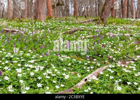 Teppich blühender Anemonen im Wald Stockfoto