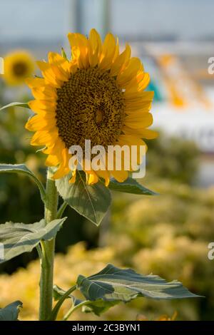 Das Nahaufnahme Bild von Sonnenblume in Sonnenblumengarten von Singapur Changi Flughafen. Der Bokeh Hintergrund ist das Flugzeug Parken im Flughafen. Stockfoto