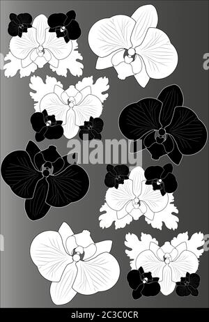 Schwarz-weiße Orchideen auf grauem Hintergrund. Schwarzweiß. Vektor Stock Vektor