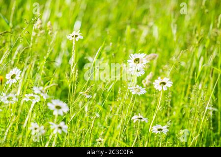 Blüte der Gänseblümchen. Ochsenblüten, in einem üppigen grünen Feld Großbritannien Stockfoto