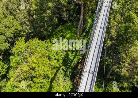 Anzeigen von Ulu Temburong Nationalpark oder fathul Park, in Temburong District im Osten Brunei von Canopy Walkway Stockfoto