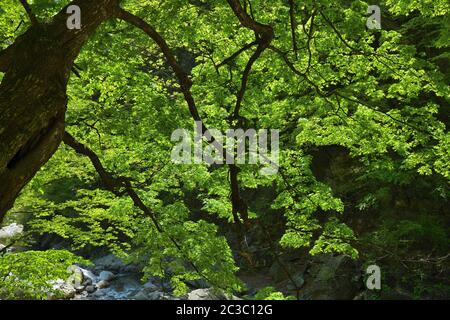 Nordkoreanische Landschaft. Zweige von koreanischem Ahorn mit hellgrünem Laub über einem Bergbach Stockfoto