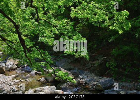 Nordkoreanische Landschaft. Zweige von koreanischem Ahorn mit hellgrünem Laub über einem Bergbach Stockfoto