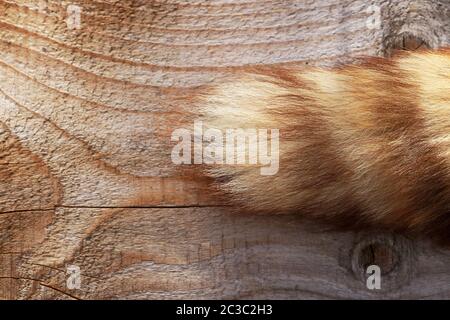Ein Fuchsschwanz auf einem hölzernen Hintergrund. Der Schwanz eines Tieres Stockfoto