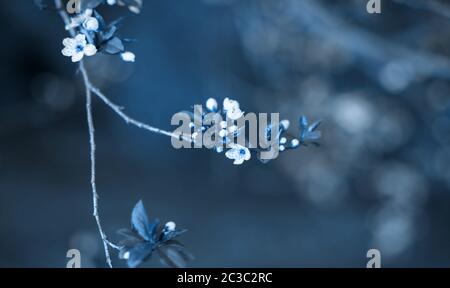 Frühling Hintergrund der Natur getönte in 2020 Jahre Farbe. Trendy klassisch blauer Hintergrund aus blühenden Aprikose. Schöne Blumenfrühlingszene mit Witz Stockfoto