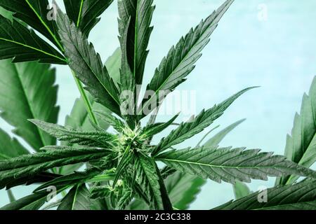 Cannabis mit lebendigen Blättern, Stigmen und Trichomen, auf blauem Grund, wachsende Marihuana-Pflanze, mit einem Ort für Text Stockfoto