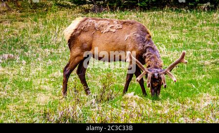 Wapiti mit einem schönen Antler grasen im Jasper Nationalpark in Alberta, Kanada Stockfoto