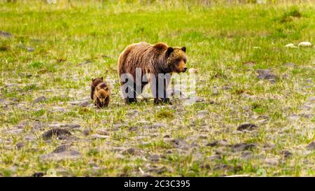 Mutter Grizzly Bear mit zwei jungen Jungen, die durch den Jasper National Park in Alberta, Kanada, wandern Stockfoto