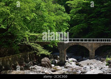 Nordkoreanische Landschaft. Zweige von Bäumen mit hellgrünen Laub über einem Bergbach und Steinbrücke. Ullim Wasserfall Trekking Route Stockfoto