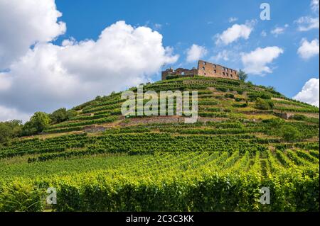 Blick auf die Ruinen der Burg in Staufen im Breisgauer, umgeben von Weinbergen vor einem hellblauen Himmel Stockfoto