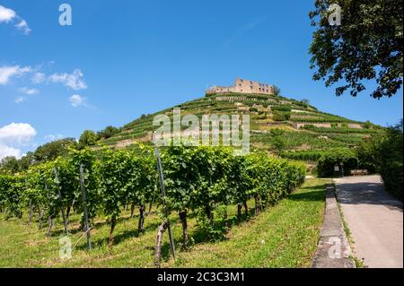 Blick auf die Ruinen der Burg in Staufen im Breisgauer, umgeben von Weinbergen vor einem hellblauen Himmel Stockfoto