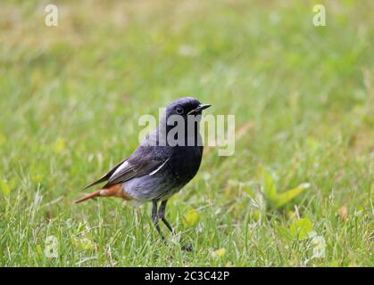 Porträt des männlichen Hauses redtail Phoenicurus ochruros auf der Wiese Stockfoto