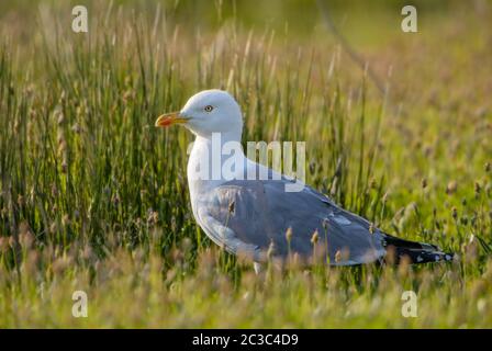 Gelbbeinige Möwe - Larus michahellis, große Möwe aus europäischen Küsten und Meerestiefen, Insel Pag, Kroatien. Stockfoto