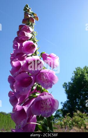 Roter Fingerhut Stockfoto