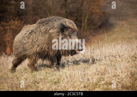 Haarige Wildschwein, sus scrofa, Männer gehen auf Wiese in der Natur mit kopieren. Starke und gefährliche Tier mit Stoßzähnen und Schnauze wandern in natürlichen Envir Stockfoto