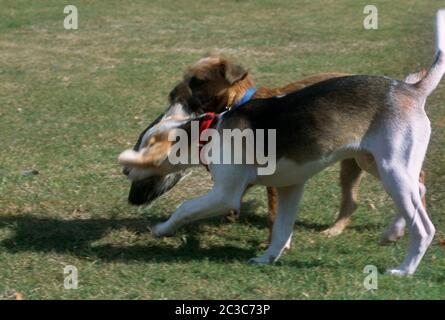 Beagle Und Border Terrier Dogs Spielen Zusammen Stockfoto