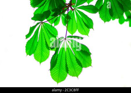 Grüne Blatt Kastanie isoliert auf weißem Hintergrund. Konzept der Frühjahrszeit Stockfoto