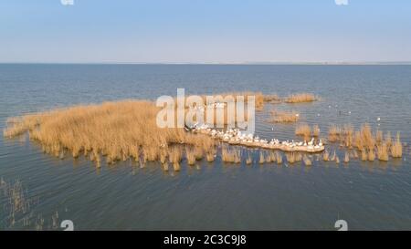 dalmatinische Pelikane (Pelecanus Crispus) im Donaudelta Rumäniens. Luftbild mit Drohne. Stockfoto