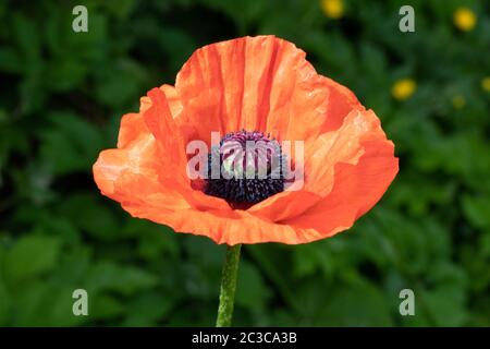 Rote Mohnblume mit grünem Garten Hintergrund Stockfoto