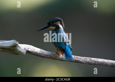 Eisvogel auf Barsch, schütteln und Preening Stockfoto