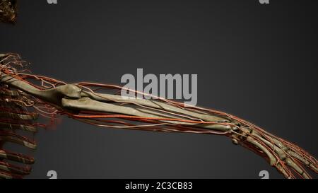 Menschliche Körper Blutgefäß Anatomie Stockfoto