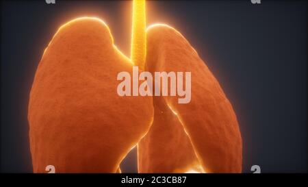 3D-Animation des menschlichen Lungen Stockfoto