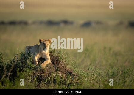 Löwin liegt auf Mound mit wildebester dahinter Stockfoto