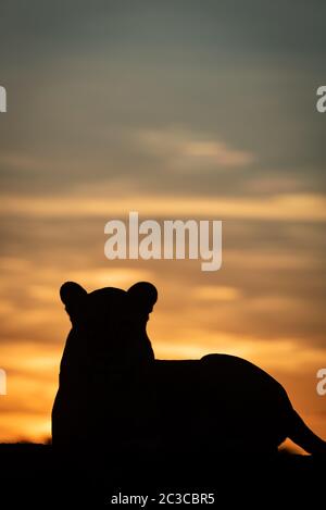 Löwin in Silhouette gegen Morgenhimmel liegend Stockfoto