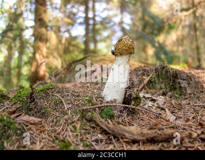 Low-Angle-Shot eines gemeinsamen Stinkhorn Pilz in natürlichen Wald Ambiente Stockfoto